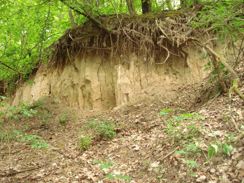 Мліїв з panoramio.com - Млиев