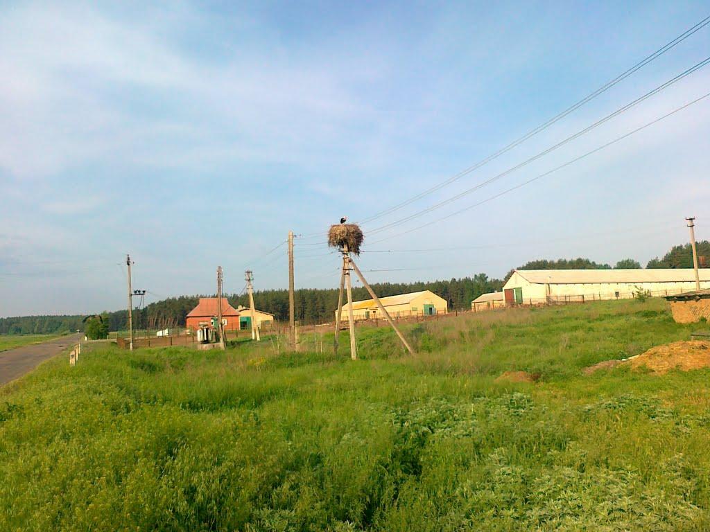 Новоселівка з panoramio.com - Новоселівка