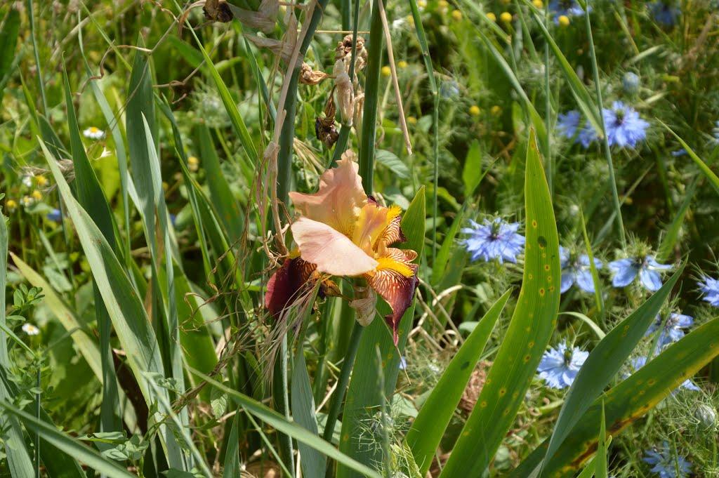 Кропоткіне з panoramio.com - Кропоткіне