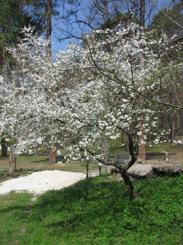 Брюховичі з panoramio.com - Брюховичі