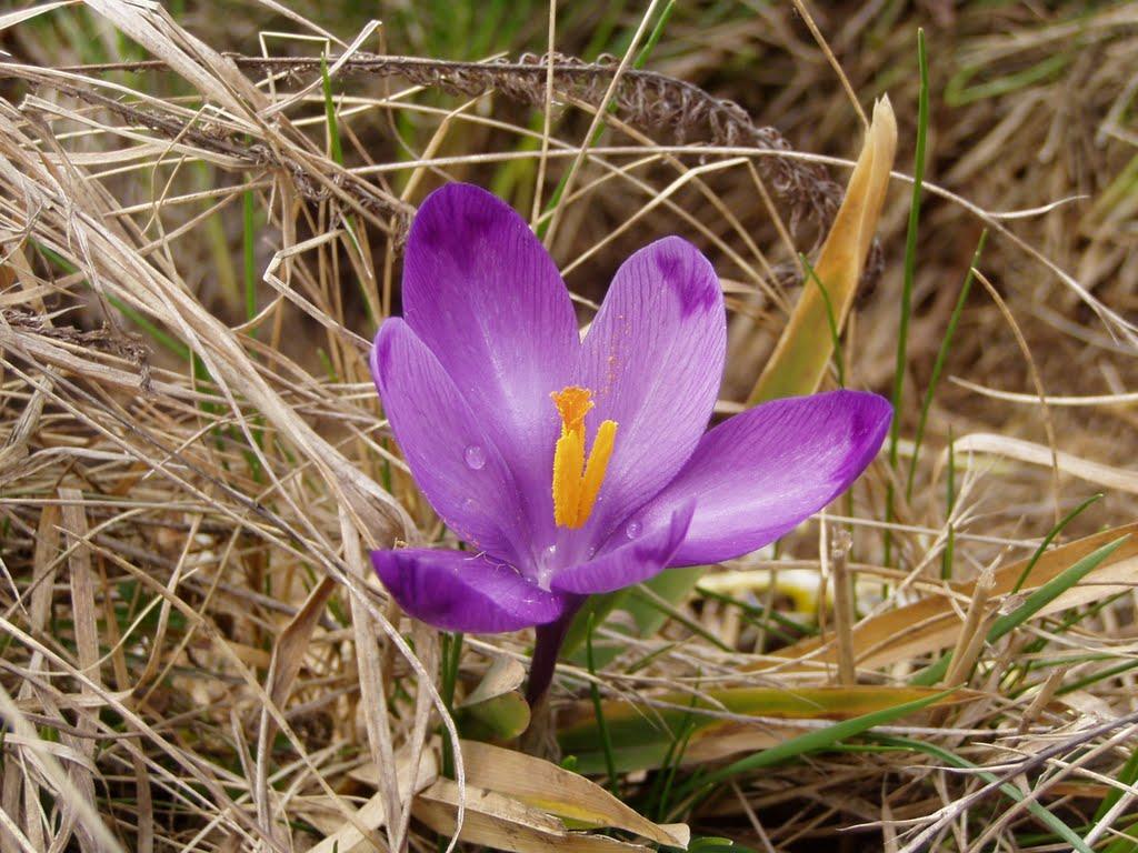 Вороненко з panoramio.com - Вороненко