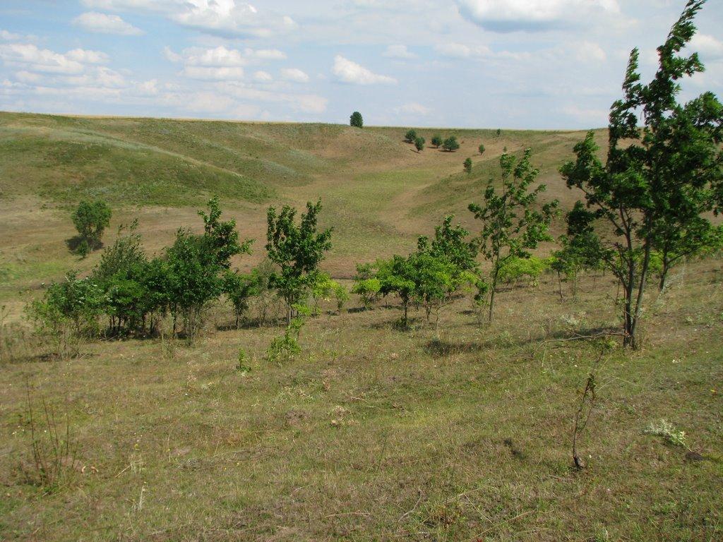 Черняхів з panoramio.com - Черняхів