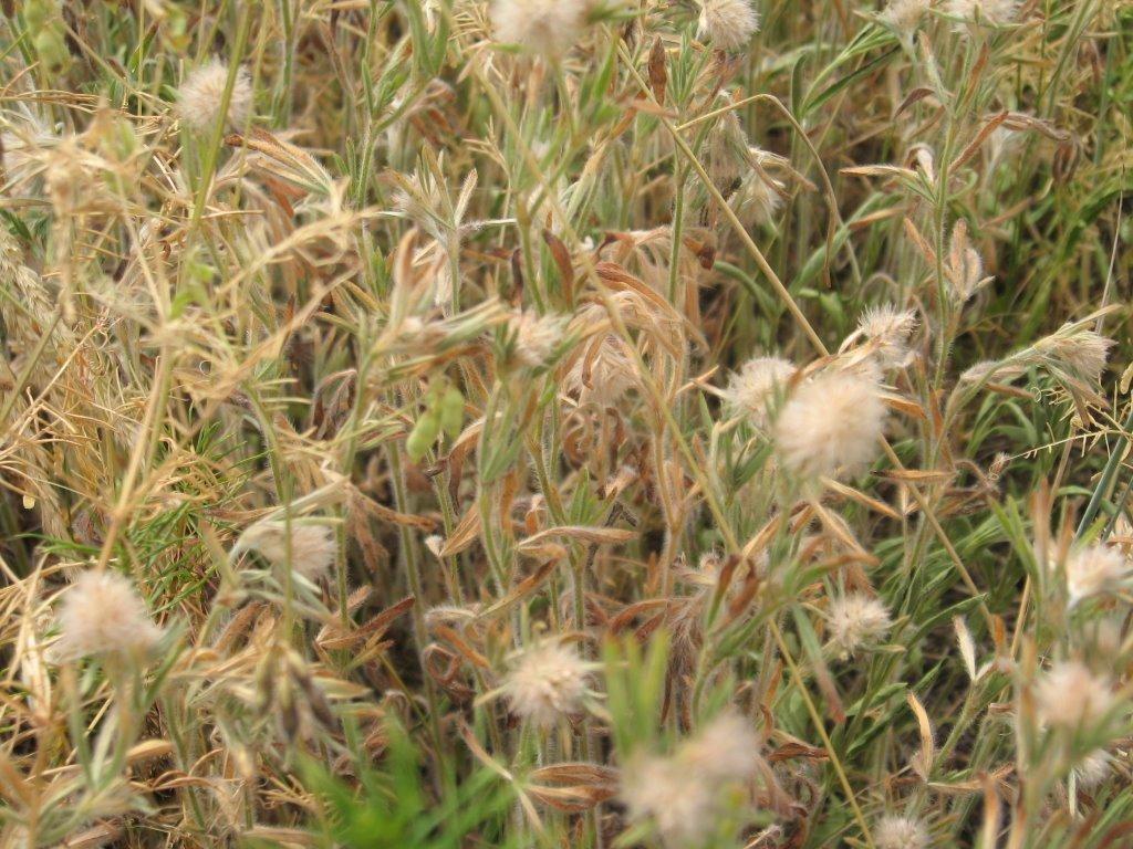 Острів з panoramio.com - Острів