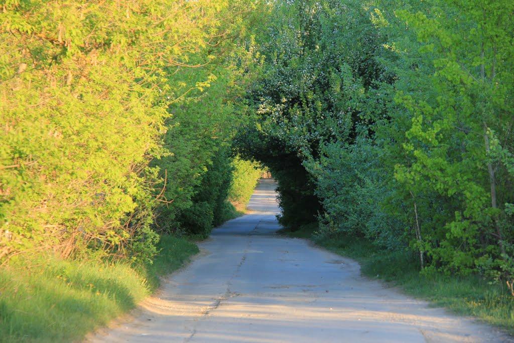 Озерне з panoramio.com - Озерне