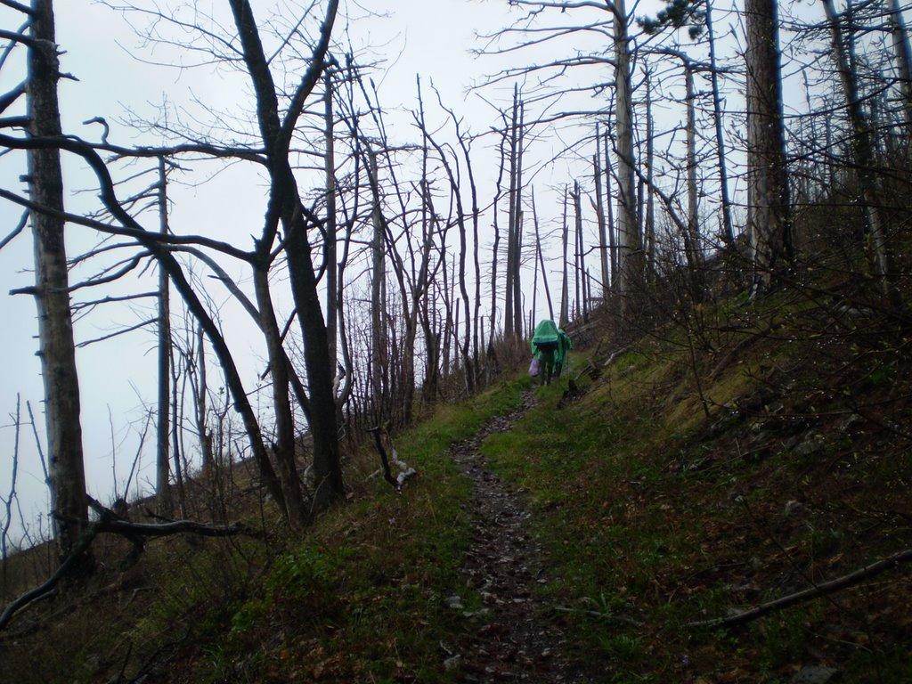 Виноградне з panoramio.com - Виноградное