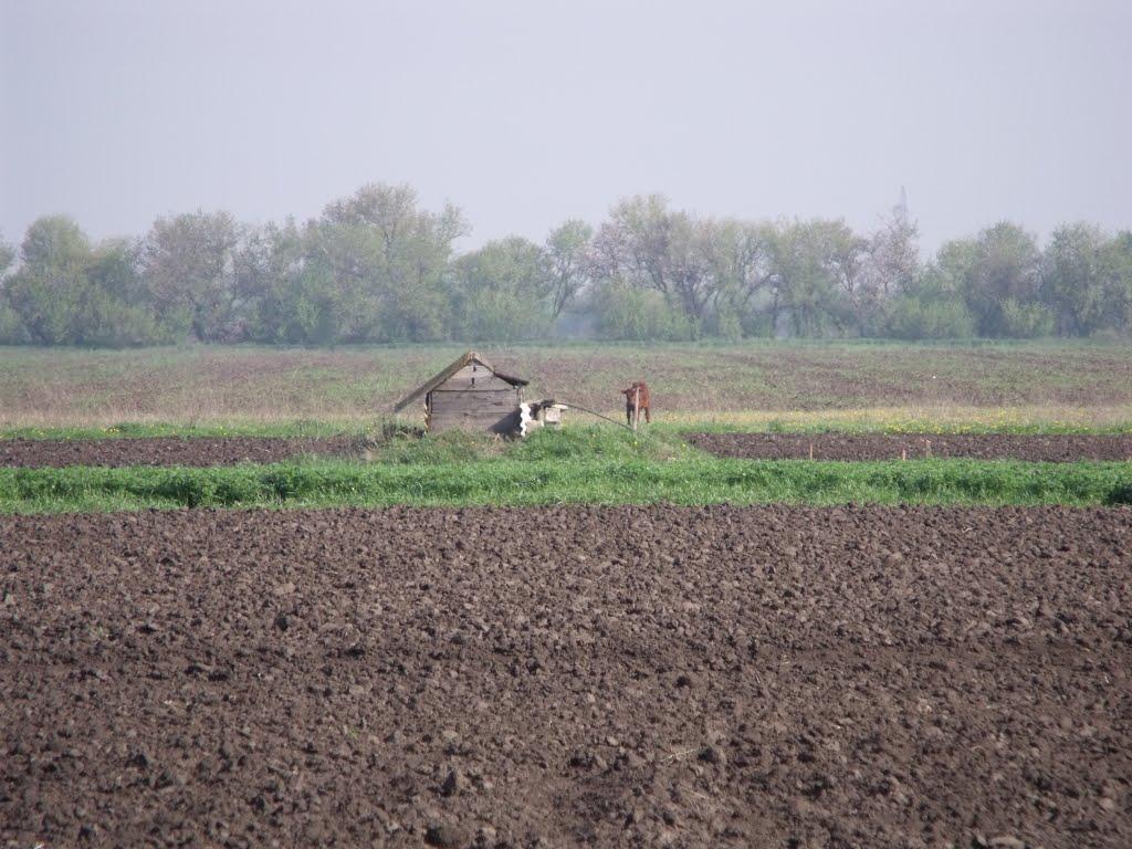Грушеве з panoramio.com - Грушевое