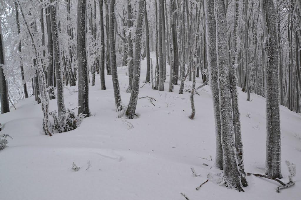 Вишка з panoramio.com - Вышка