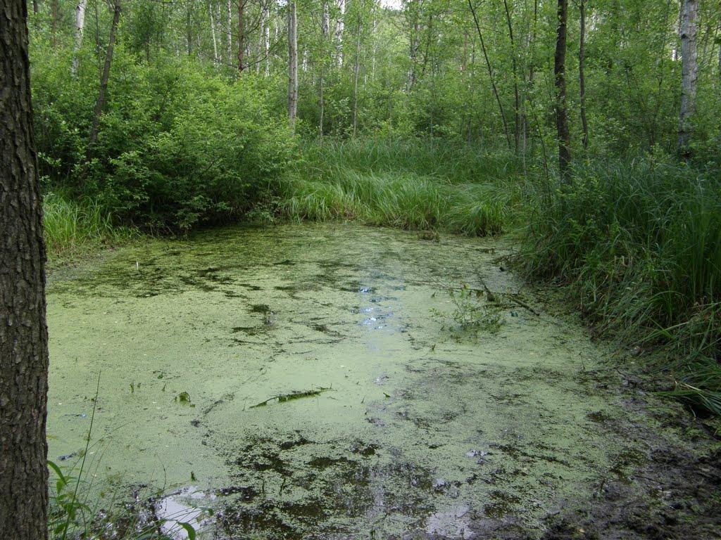 Затишшя з panoramio.com - Затишшя