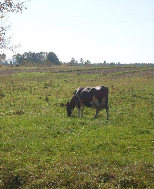 Дрогомишль з panoramio.com - Дрогомишль