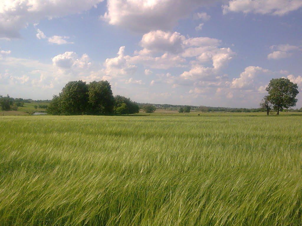 Першотравенка з panoramio.com - Першотравенка