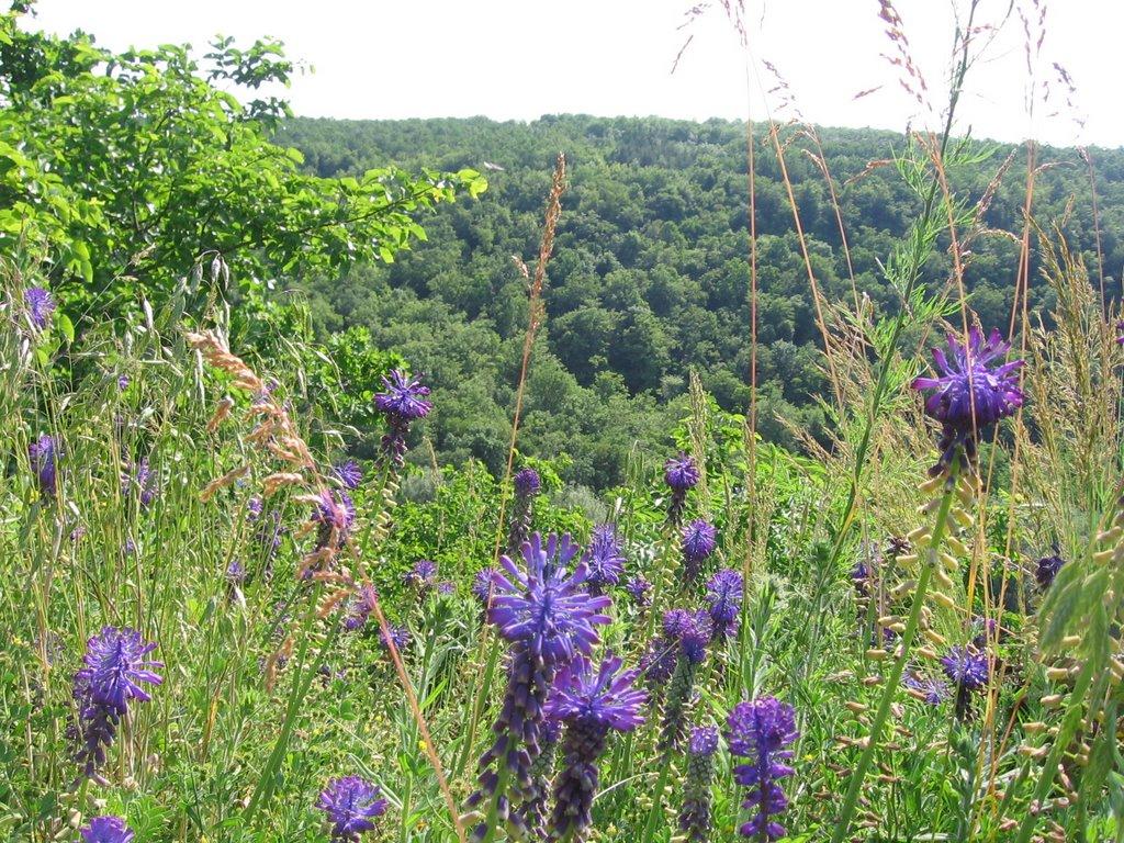 Миролюбівка з panoramio.com - Миролюбівка