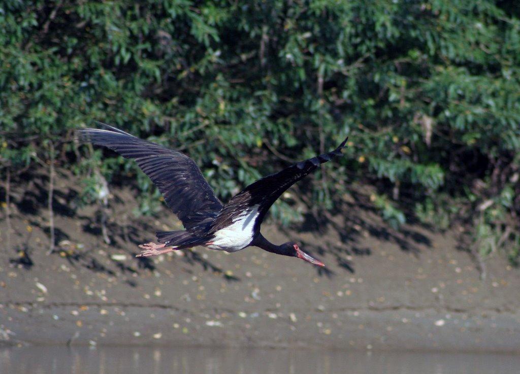 Чома з panoramio.com - Чома