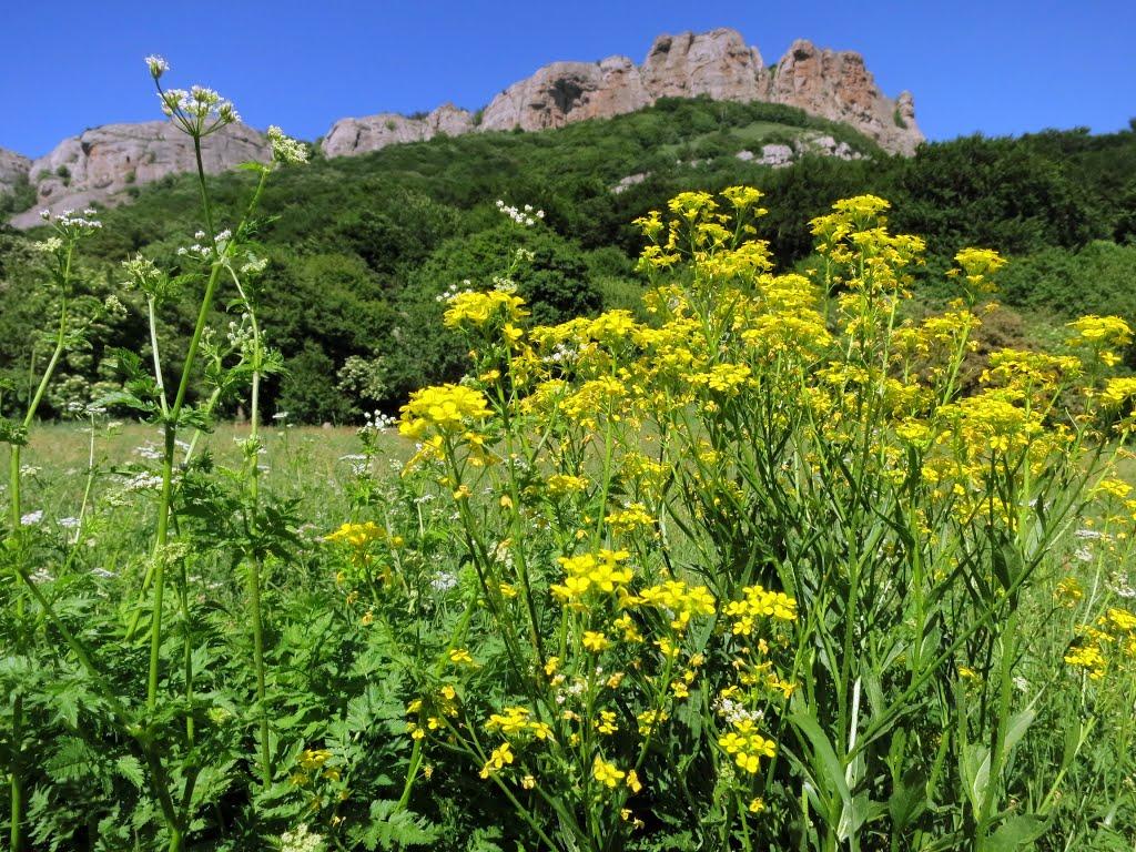 Лаванда з panoramio.com (ч.2) - Lavanda
