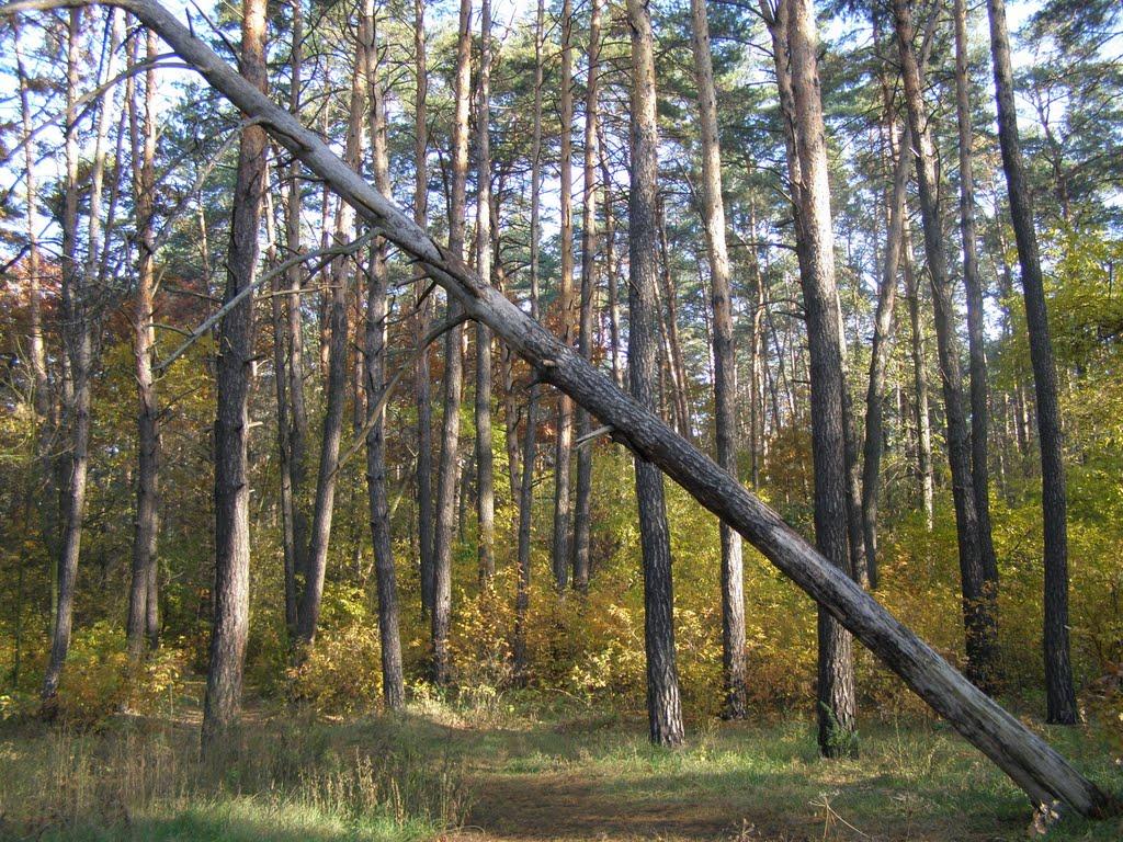 Коцюбинське з panoramio.com (ч.3) - Коцюбинское