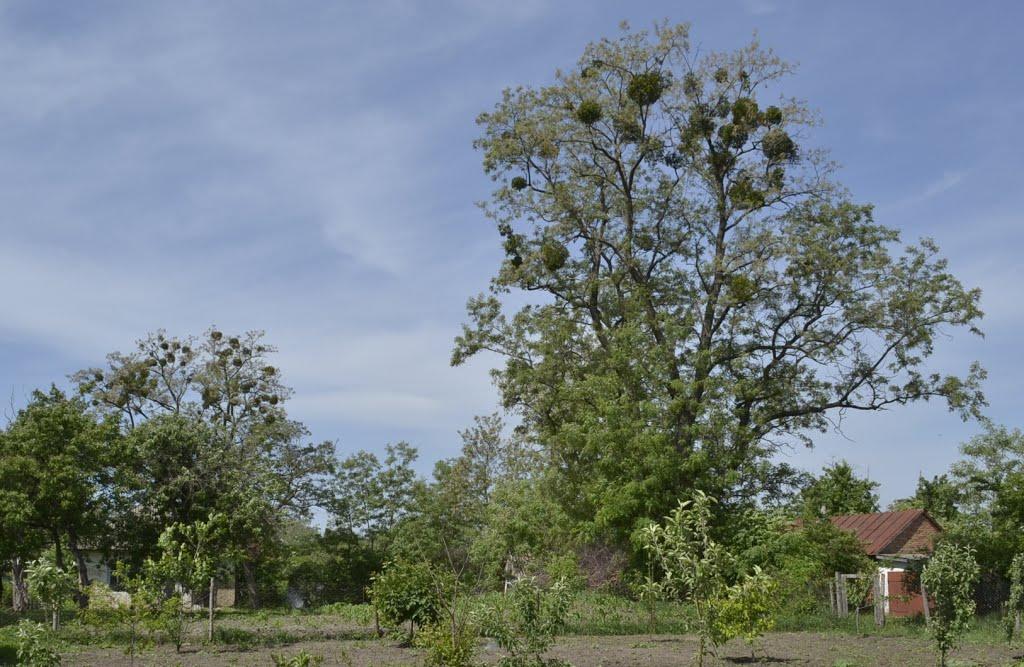 Іркліїв з panoramio.com - Іркліїв