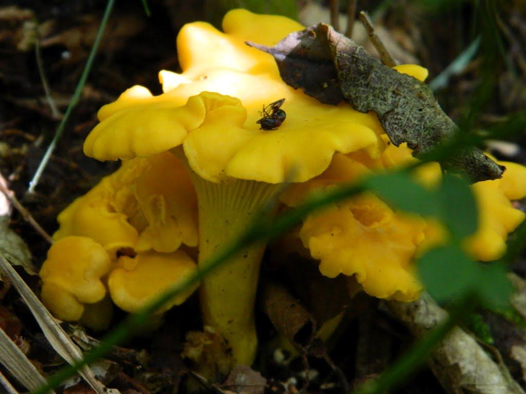 Рибник з panoramio.com - Рибник