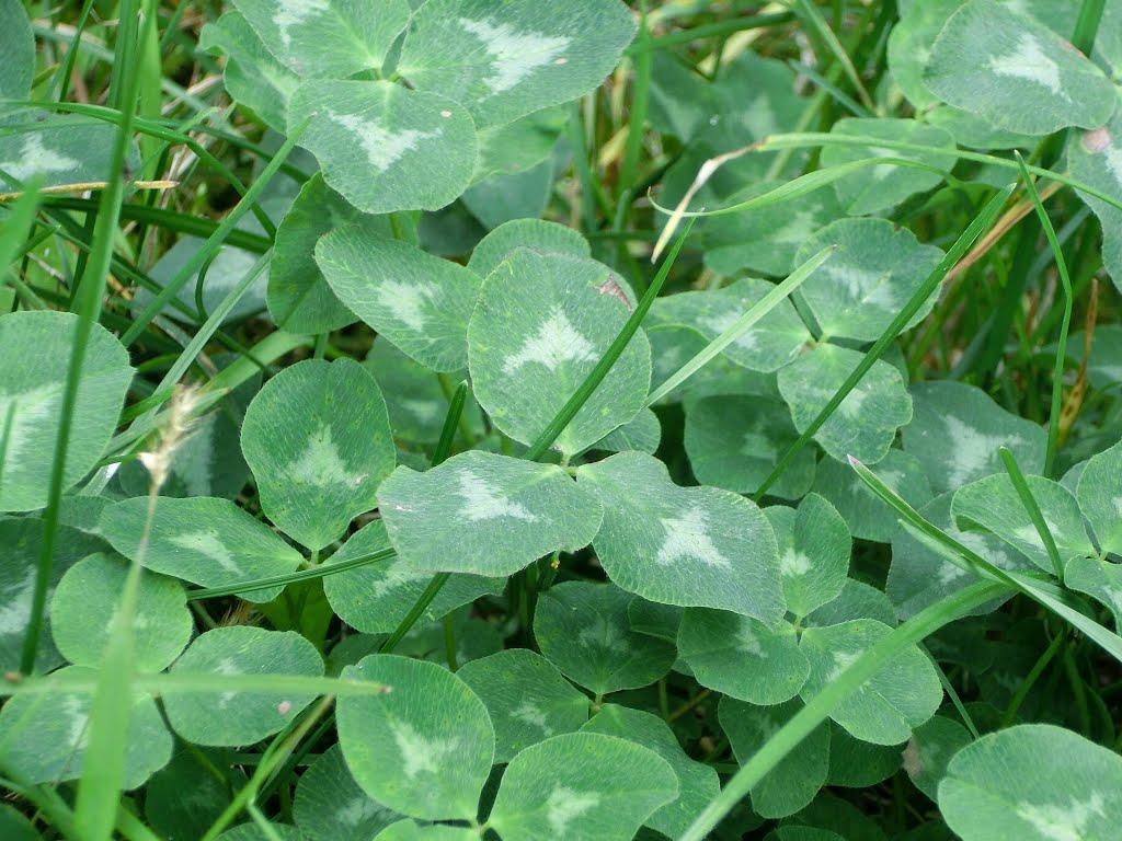 Войнівка з panoramio.com - Войнівка