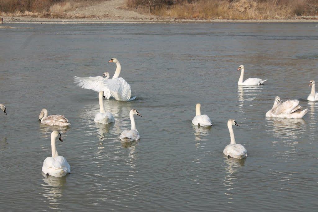 Неполоківці з panoramio.com - Неполоківці