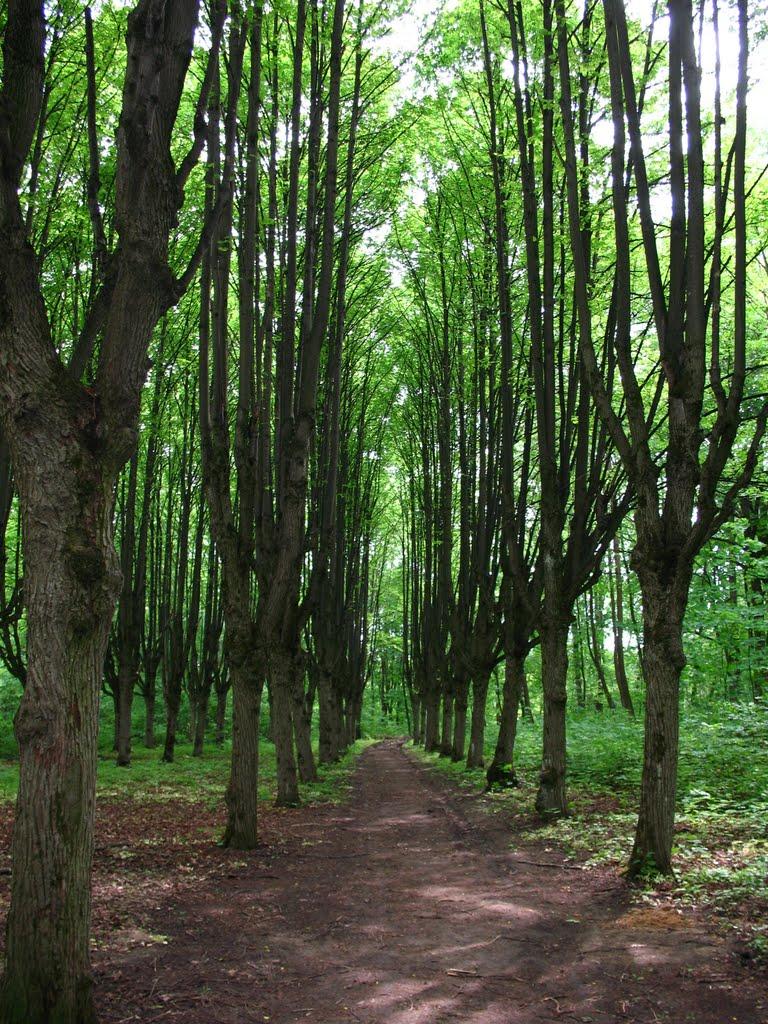 Шарівка з panoramio.com - Шарівка