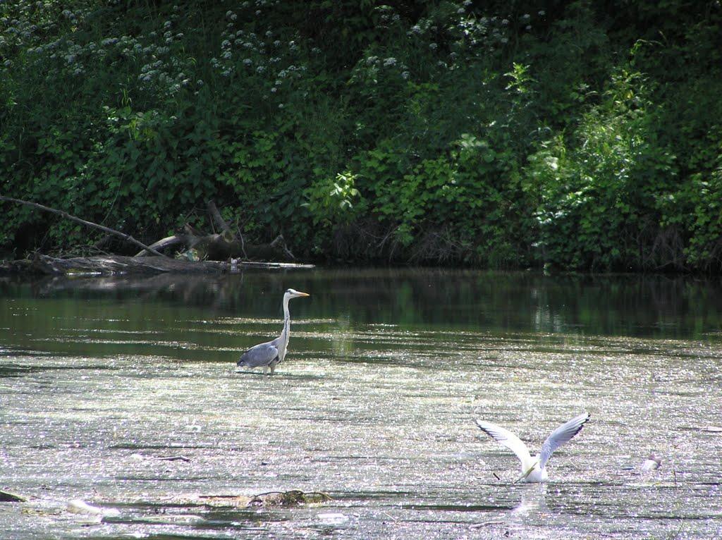 Скоморохи з panoramio.com - Скоморохи