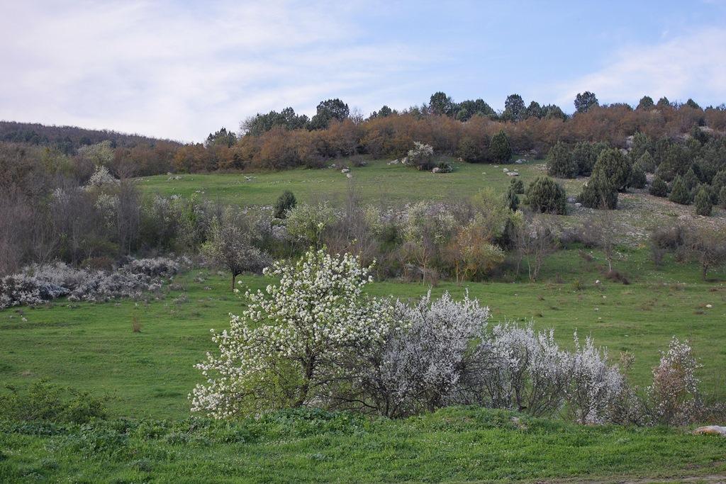 Новобобрівське з panoramio.com - Новобобрівське