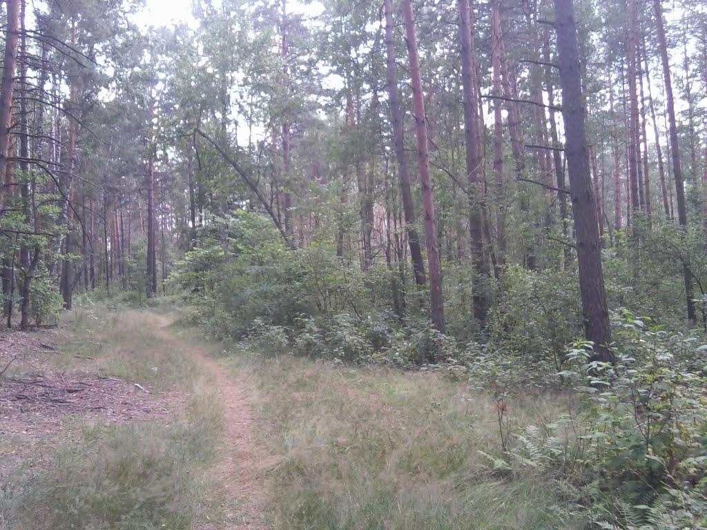 Шостка з panoramio.com - Шостка