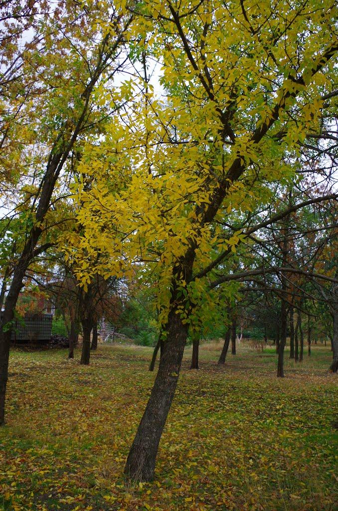 Нікополь з panoramio.com (ч.2) - Никополь