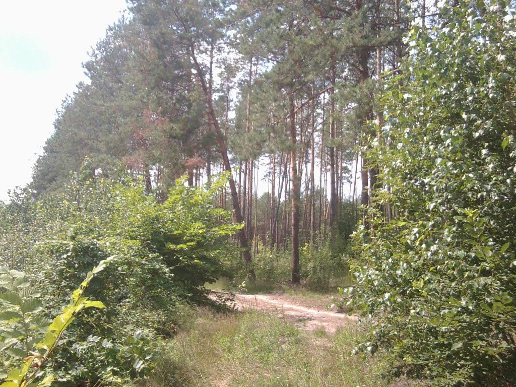 Шостка з panoramio.com - Шостка