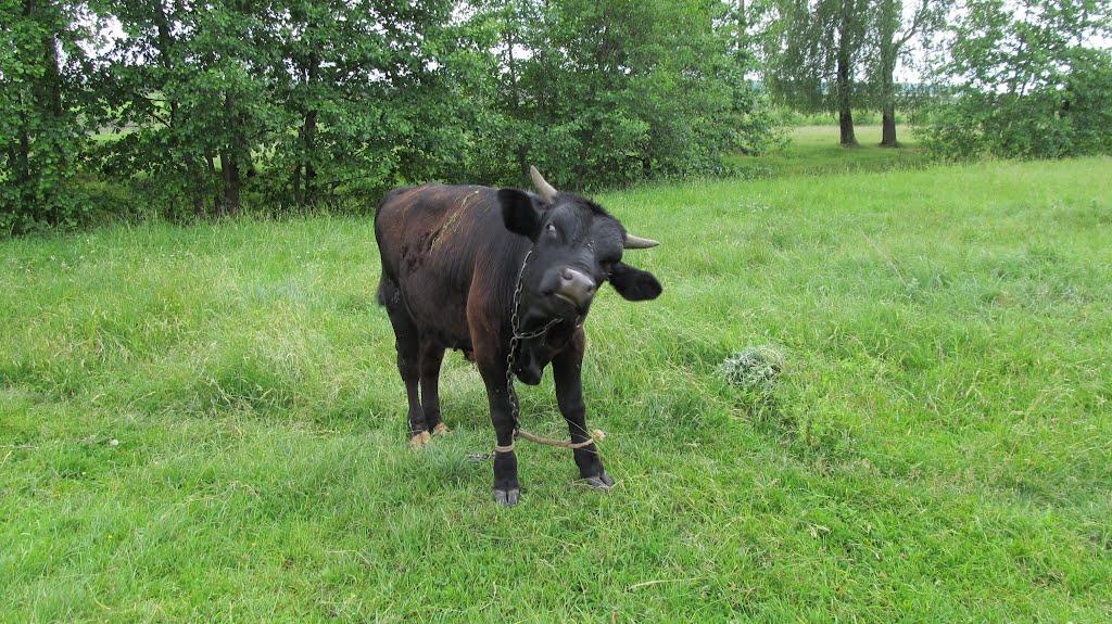 Прикордонна Улашанівка з panoramio.com - Prykordonna Ulashanivka