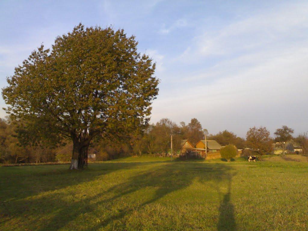 Стара Жадова з panoramio.com - Старая Жадова