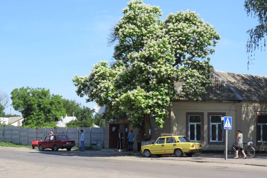 Мошни з panoramio.com - Мошни