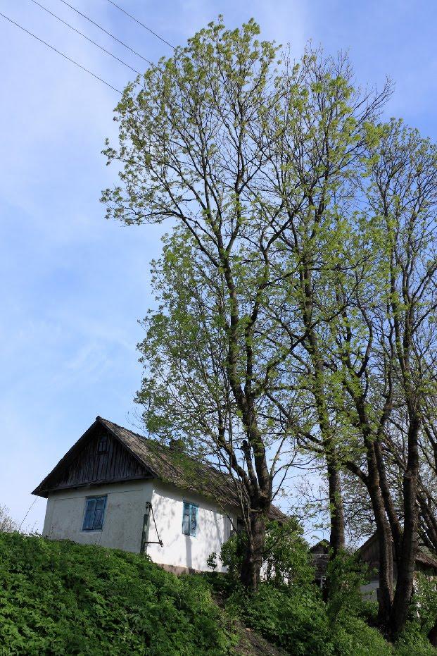 Нище з panoramio.com - Нище