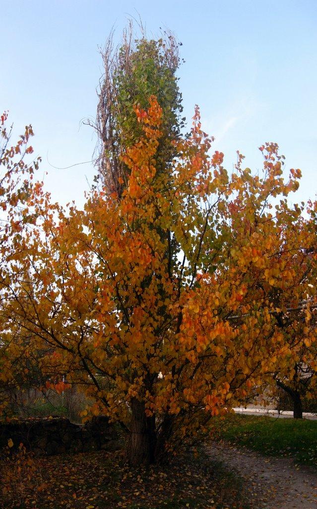 Шкільне з panoramio.com - Школьное