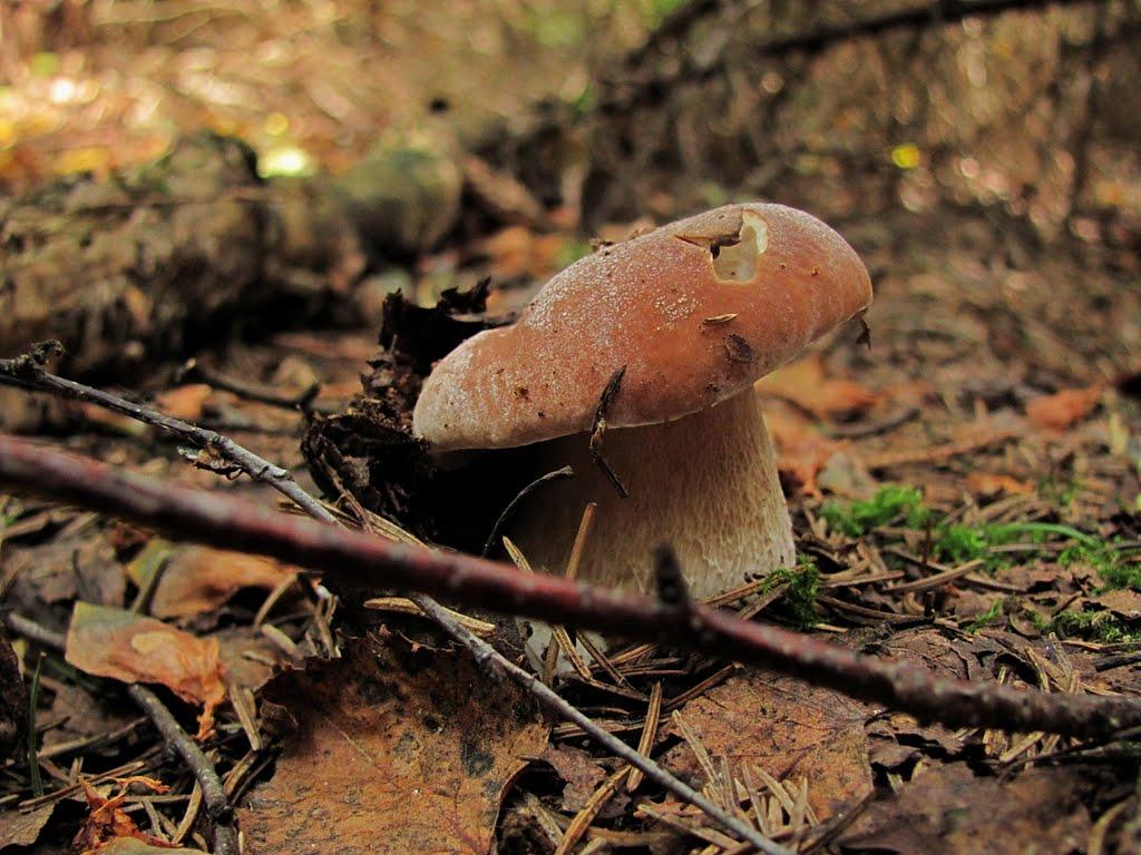 Нові Яриловичі з panoramio.com - Нові Яриловичі