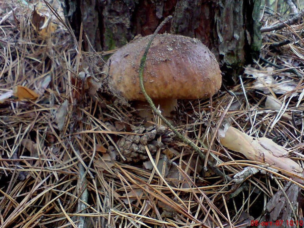 Маньківка з panoramio.com - Маньківка