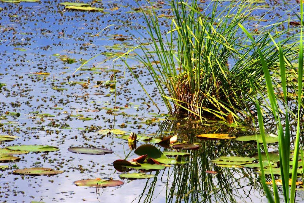 Кошари з panoramio.com - Кошари