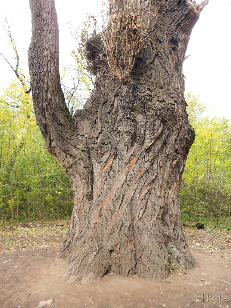 Селезнівка з panoramio.com - Селезневка