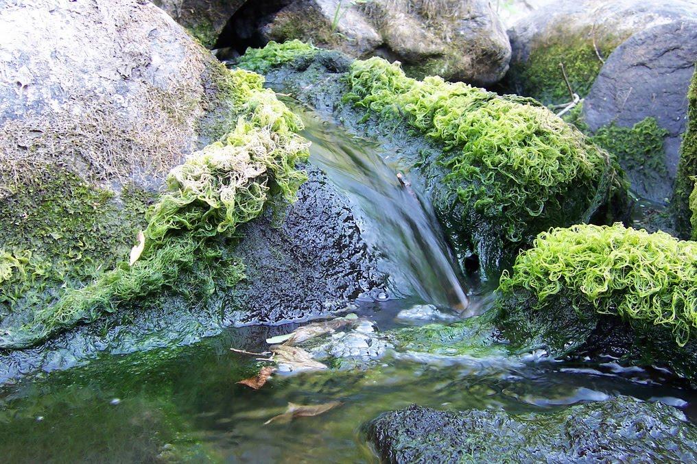 Буки з panoramio.com - Буки