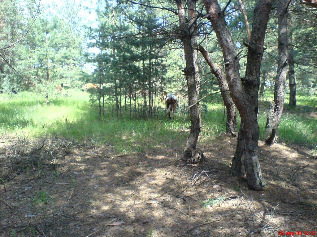 Борівське з panoramio.com - Борівське