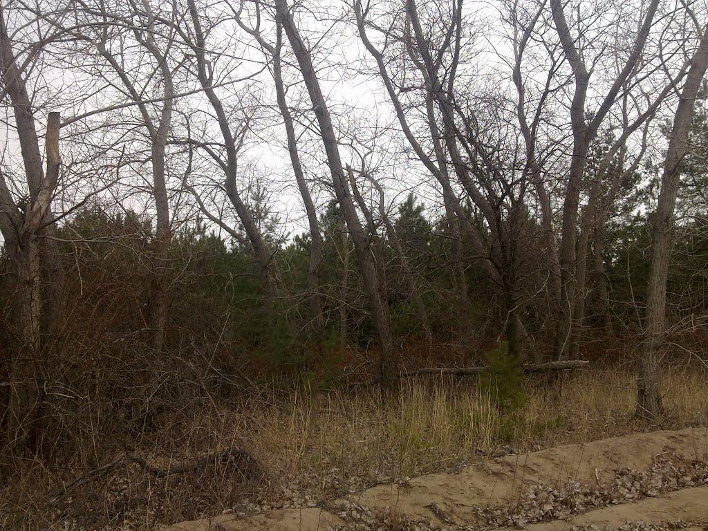 Галицинове з panoramio.com - Галицинове