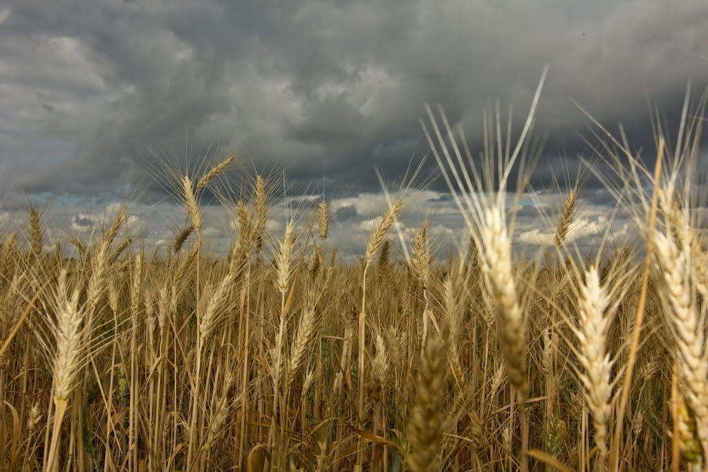 Красне з panoramio.com - Красне