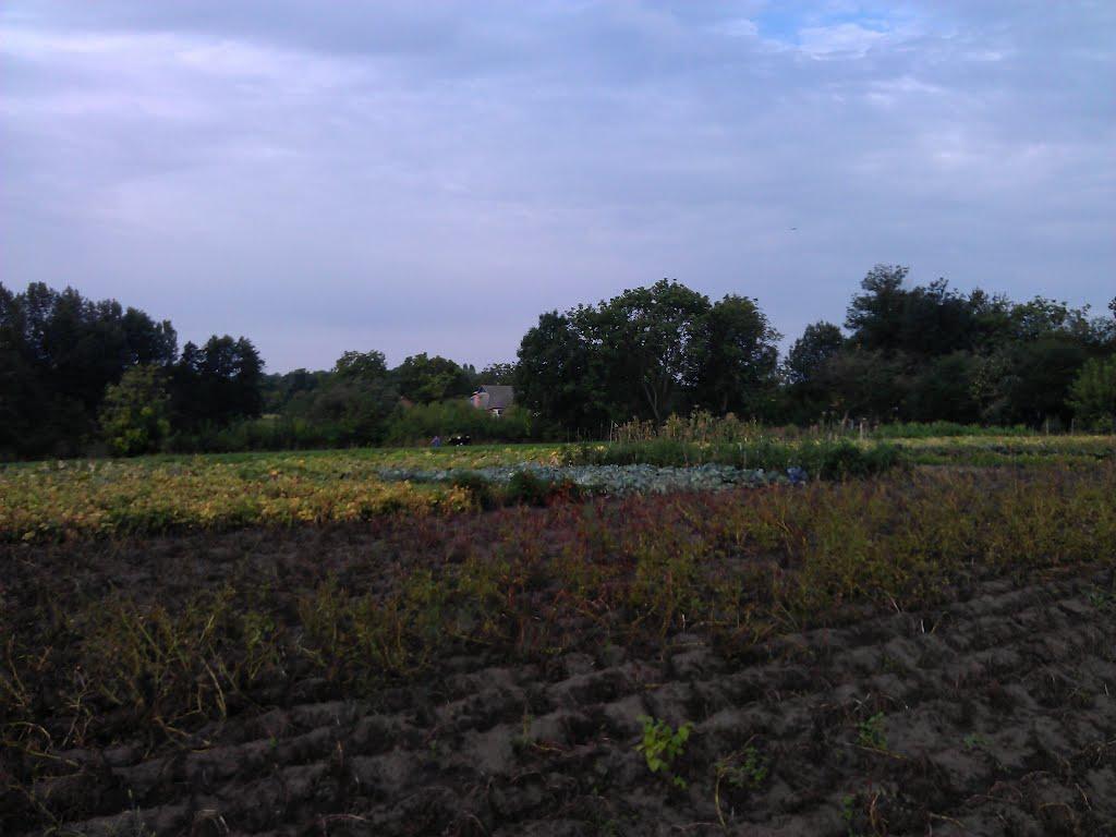 Великі Крушлинці з panoramio.com - Velyki Krushlyntsi