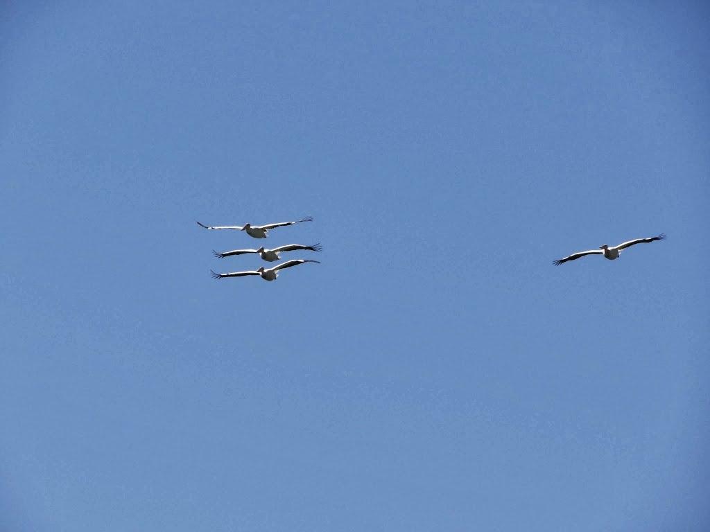 Лиман з panoramio.com - Лиман