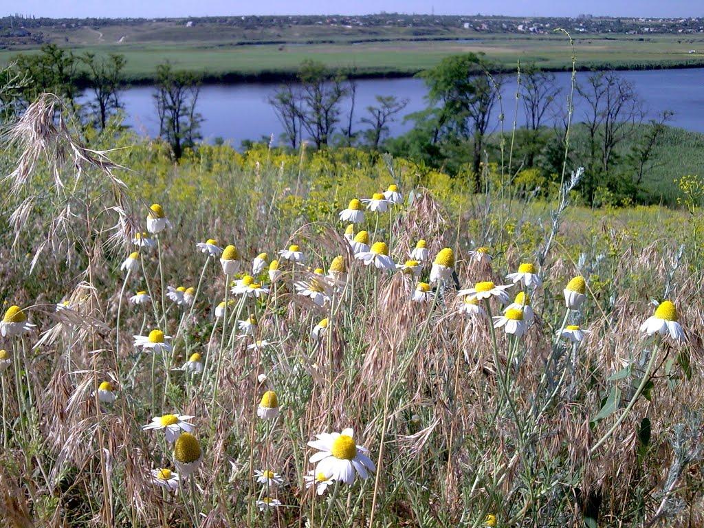Мішково-Погорілове з panoramio.com - Мішково-Погорілове