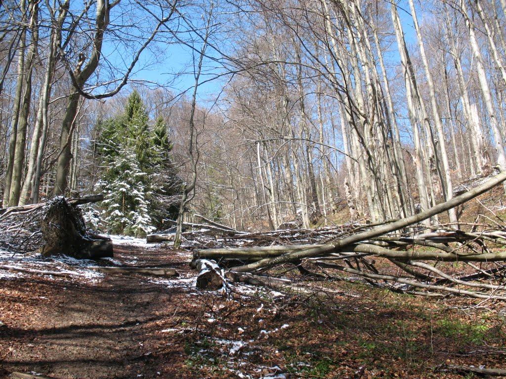 Стужиця з panoramio.com (ч.2) - Stuzhytsya