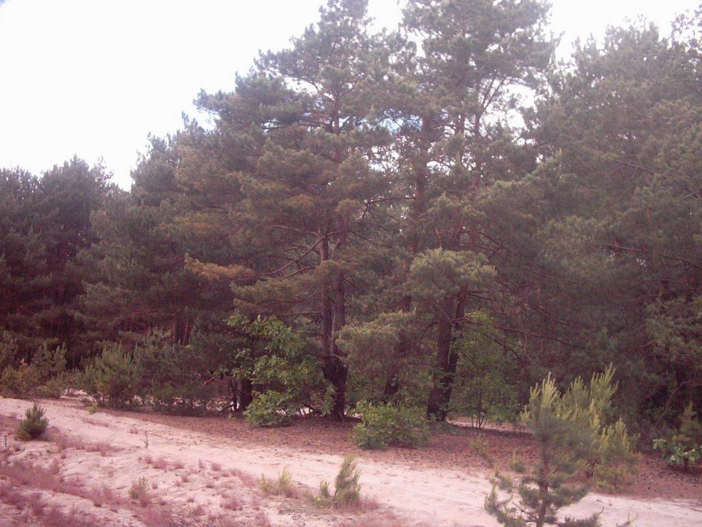 Лисняки з panoramio.com - Лисняки