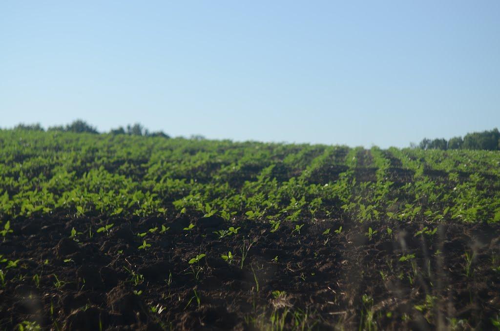 Дергачі з panoramio.com - Дергачі