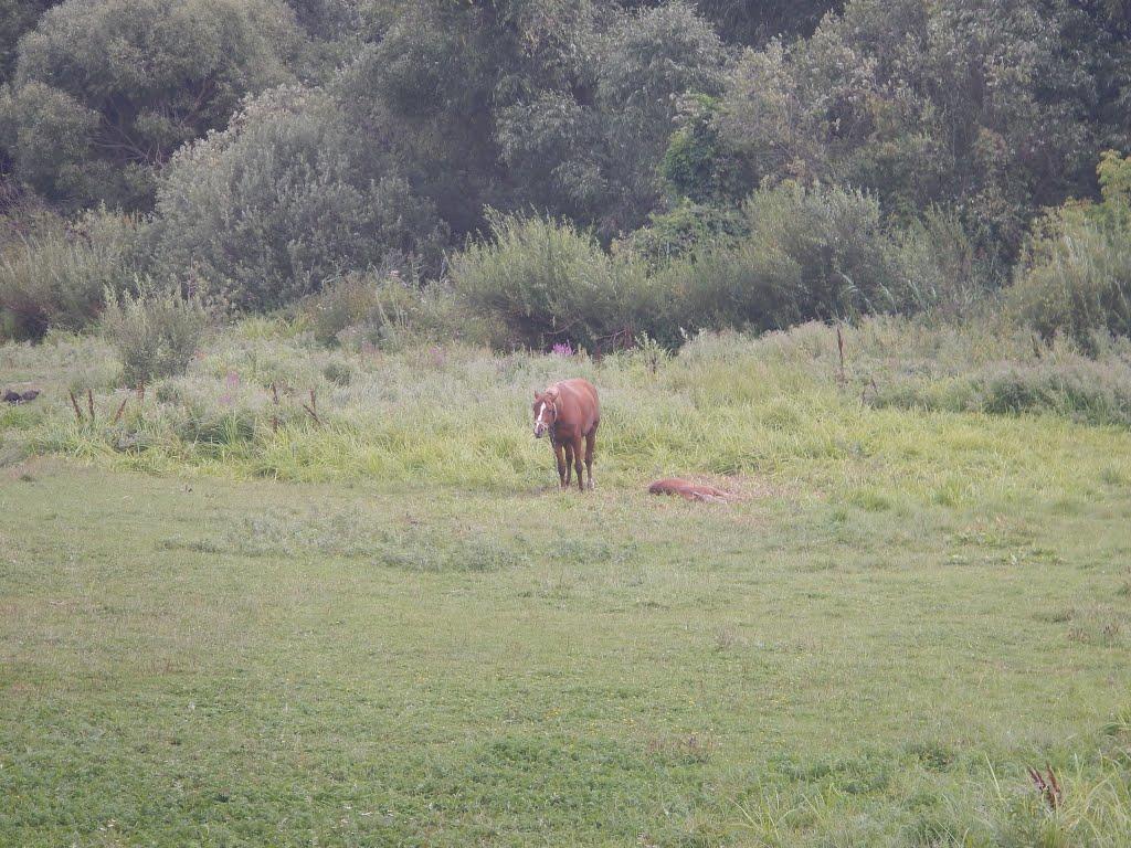 Черемошне з panoramio.com - Черемошне