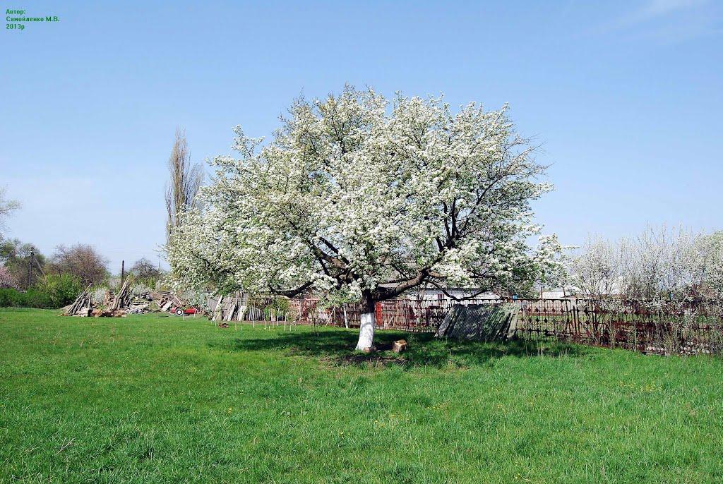 Хорішки з panoramio.com - Хорошки