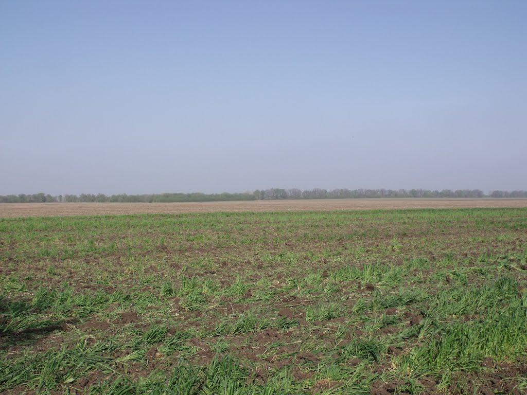 Грушеве з panoramio.com - Грушевое